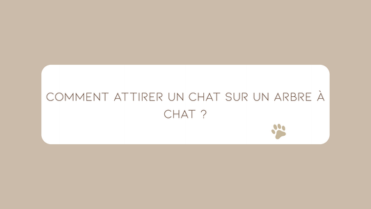 Comment attirer un chat sur un arbre à chat ?