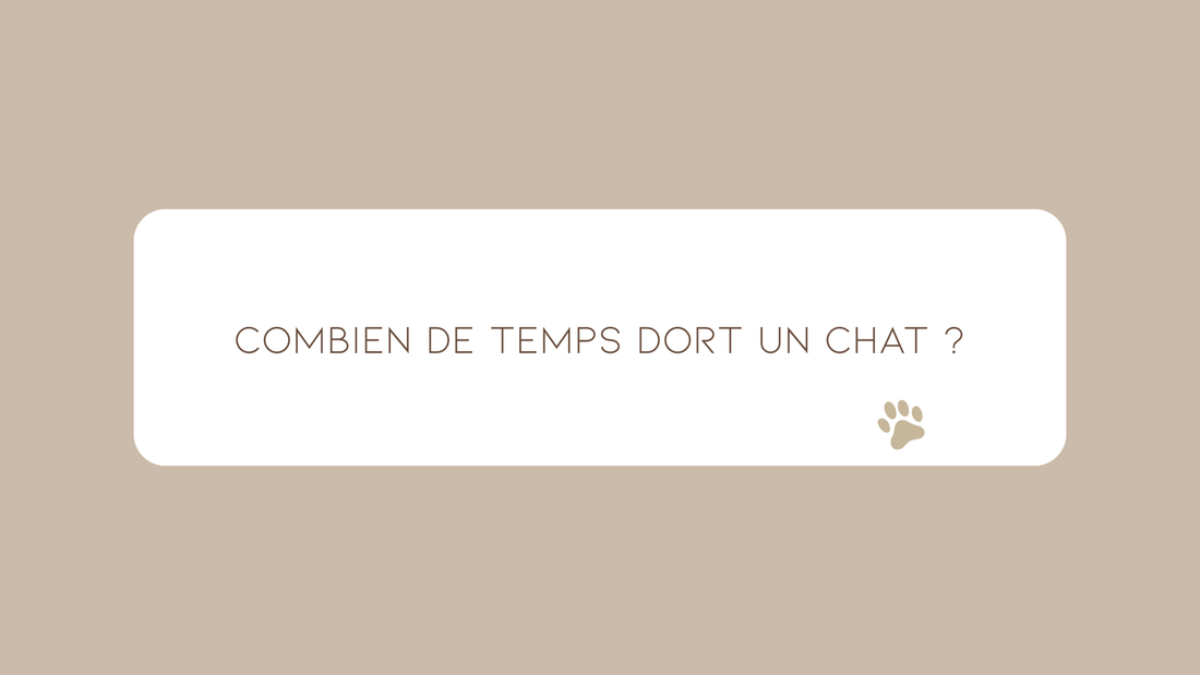 Combien de temps dort un chat ?