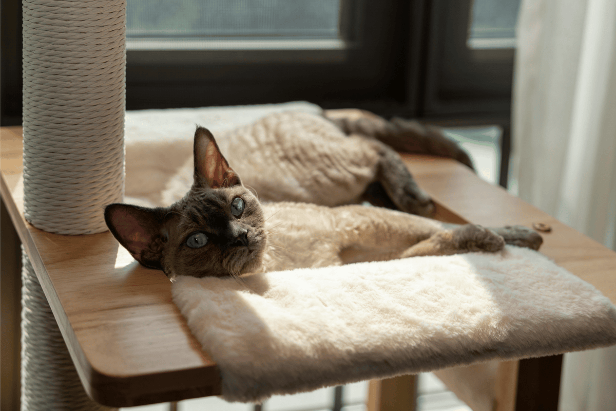 Quand le confort félin rencontre le design.