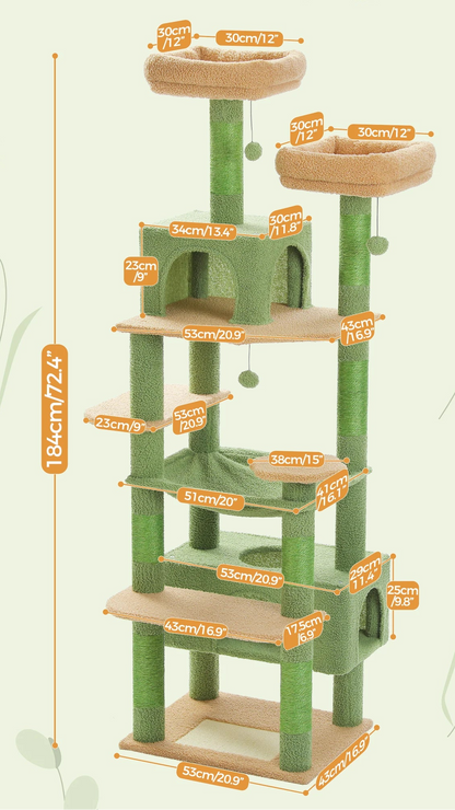 Arbre à chat <br> cactus vert