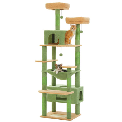 Arbre à chat <br> cactus vert